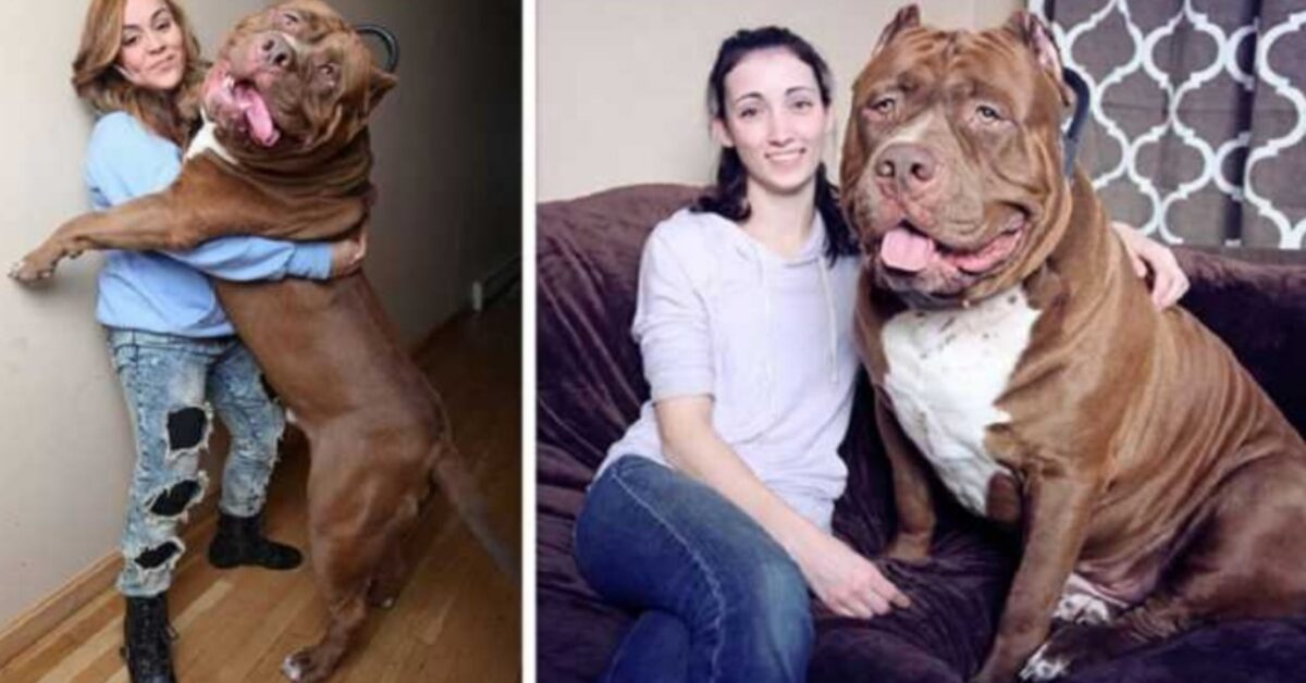 Hulk Il Pitbull Pi Grande Del Mondo Che Non Smette Di Crescere