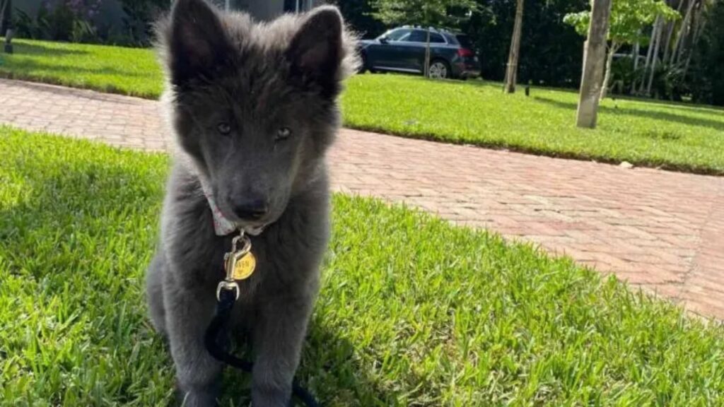 Questo cane è unico al mondo