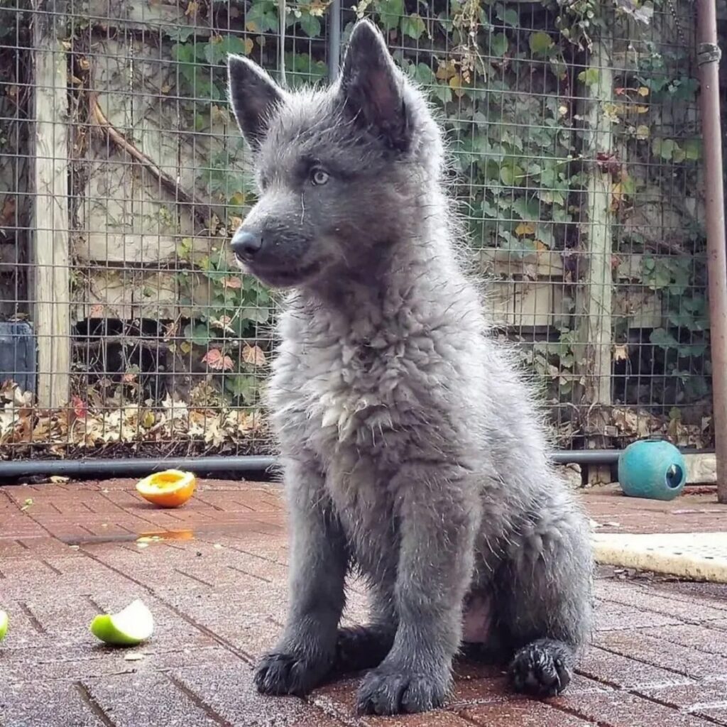 Questo cane è molto protettivo 