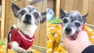 Una povera Chihuahua anziana viene abbandonata perché voleva dormire nel letto dei suoi padroni