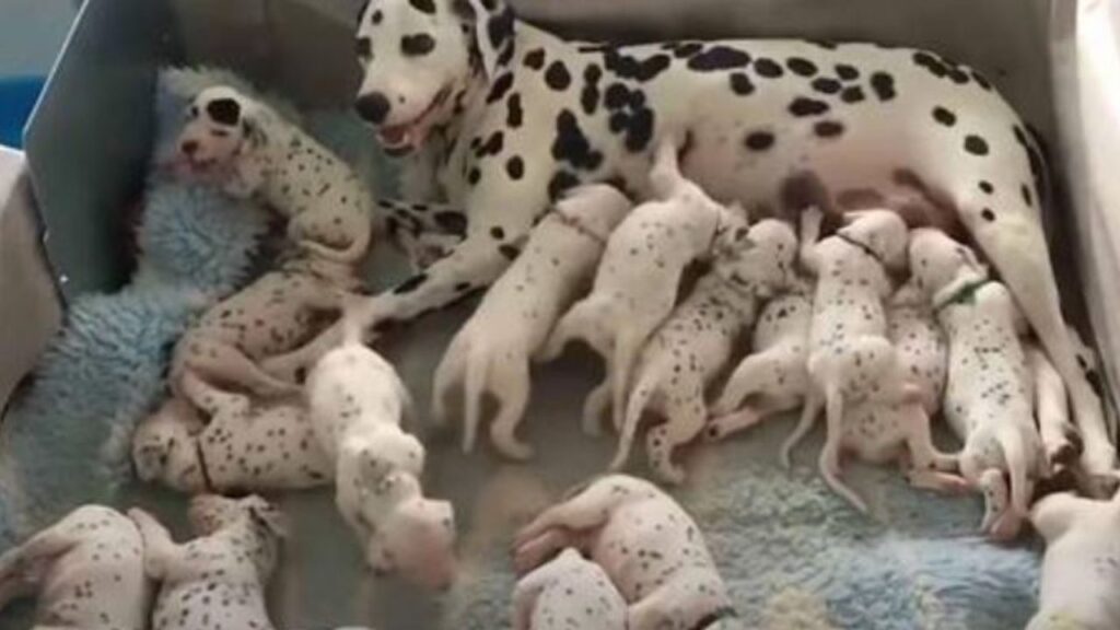 un cane di razza Dalmata