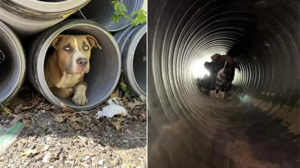 Questo povero cagnolino è rimasto dentro un tubo