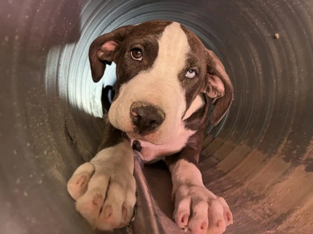 Questo papà cagnolino ha protetto la sua cucciolata