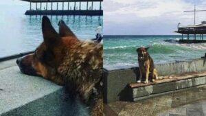 Il suo nome è Mukthar, ed era stato soprannominato l’Hachiko della Crimea. Dopo 12 anni è salito in cielo