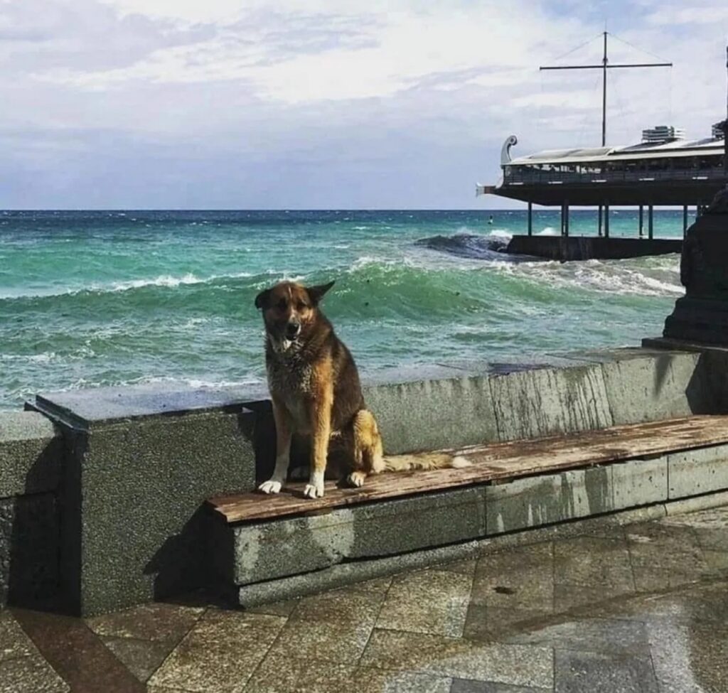 cane al porto