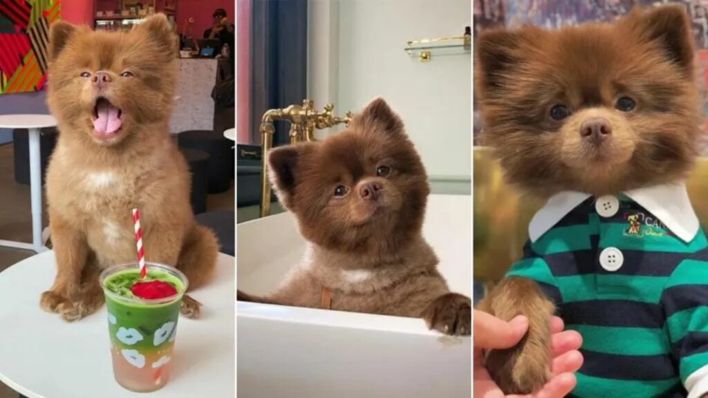 Questo cagnolino sembra un peluche