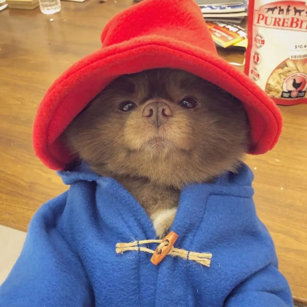 L'incredibile somiglianza con Paddington Bear