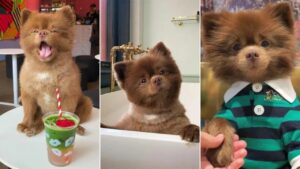 L’incredibile somiglianza di un Pomerania al tenero Paddington Bear