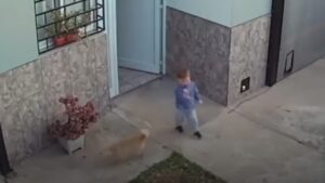 Una telecamera di sicurezza riprende come un bambino scappa da casa e i suoi due cani lo salvano