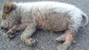 Il cucciolo abbandonato in mezzo alla strada viene salvato appena in tempo