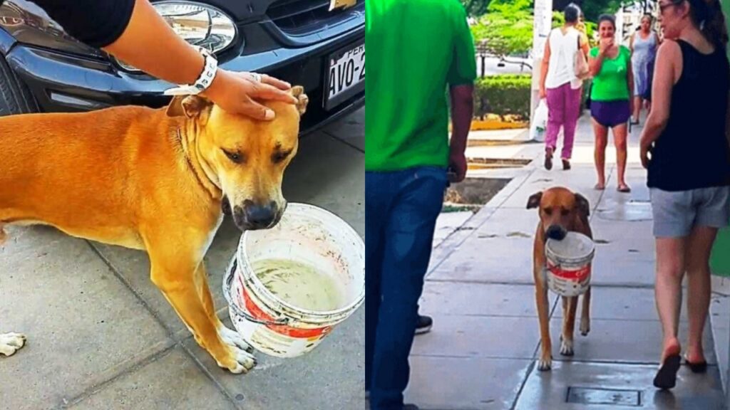 cane elemosina acqua con un secchio