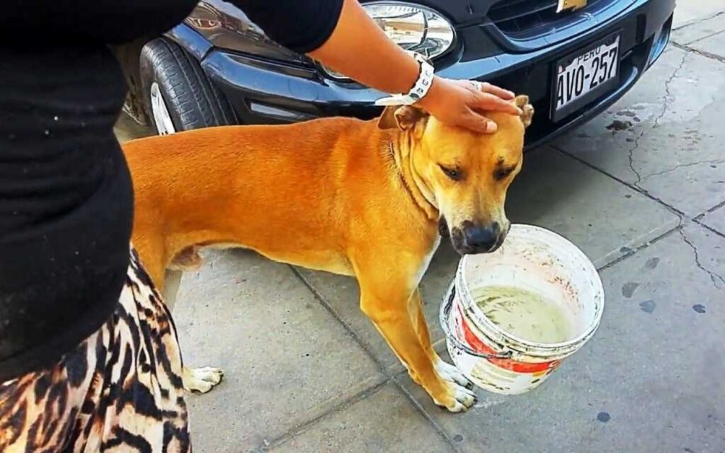 cane elemosina acqua con un secchio