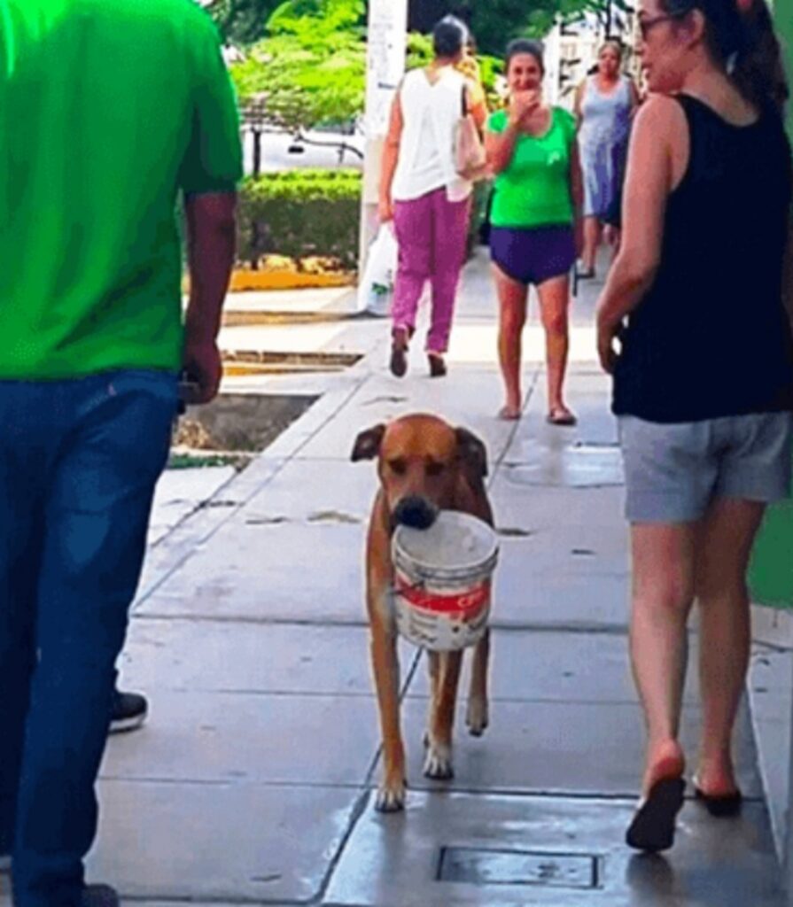 cane elemosina acqua con un secchio