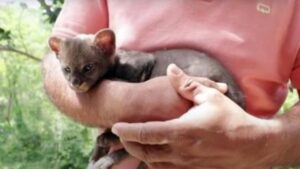 L’agricoltore salva il “gattino” perso sul ciglio della strada, il gatto si rivela essere un cucciolo di puma