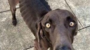 Questo cane randagio e malato aveva così fame che mangiava ramoscelli e sassi