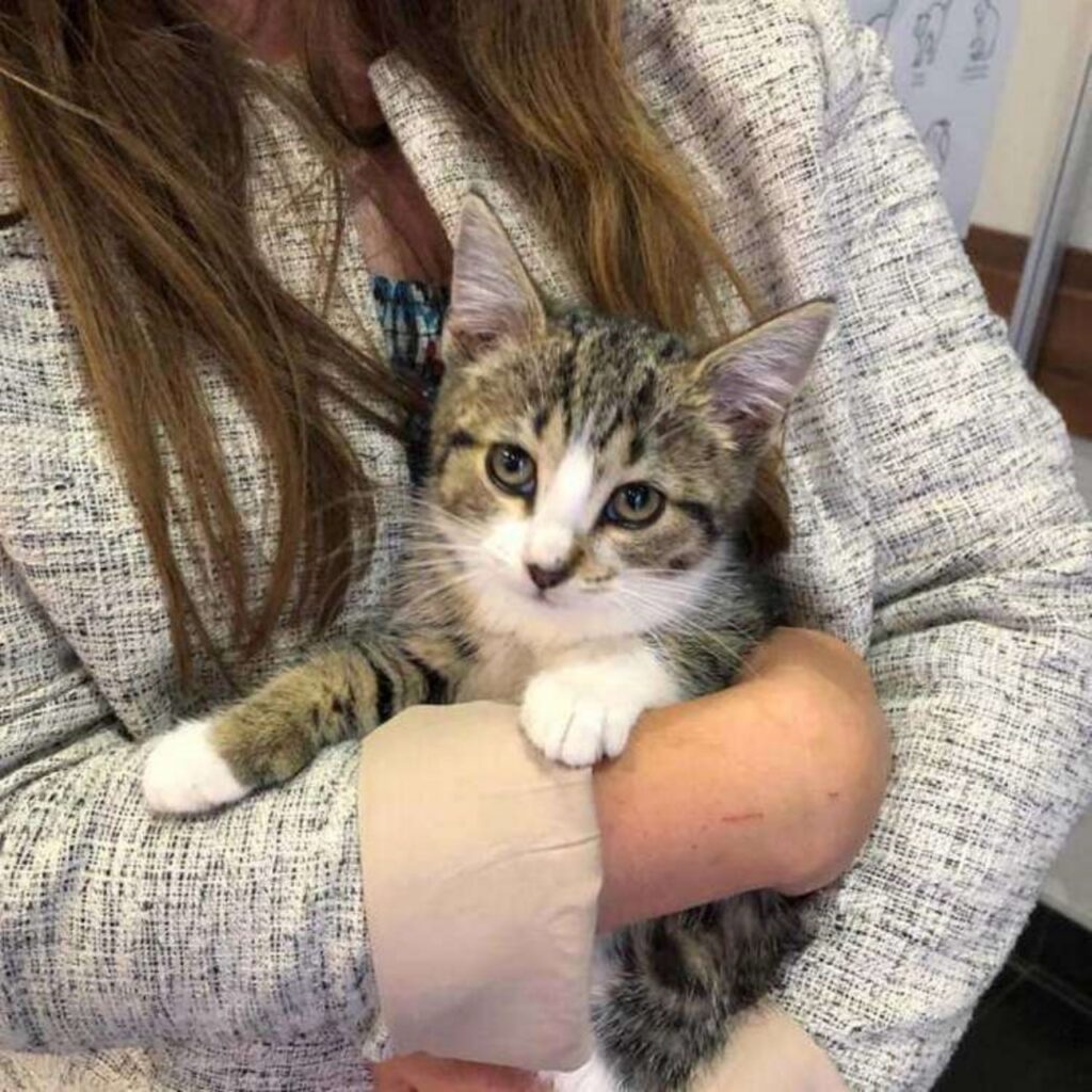 gatto in braccio ad una ragazza