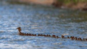 Avvistata in un lago una “super mamma”: pensate, al suo seguito ha ben 56 anatroccoli