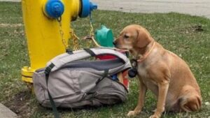 Abbandonarono questo cane con i suoi stessi giocattoli e un biglietto straziante e commovente