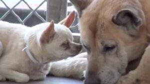 Questi due cani anziani hanno affrontato insieme i momenti più tristi al rifugio, facendosi da spalla