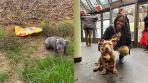 Trovano un cane abbandonato in campagna con a fianco solo una busta di cibo