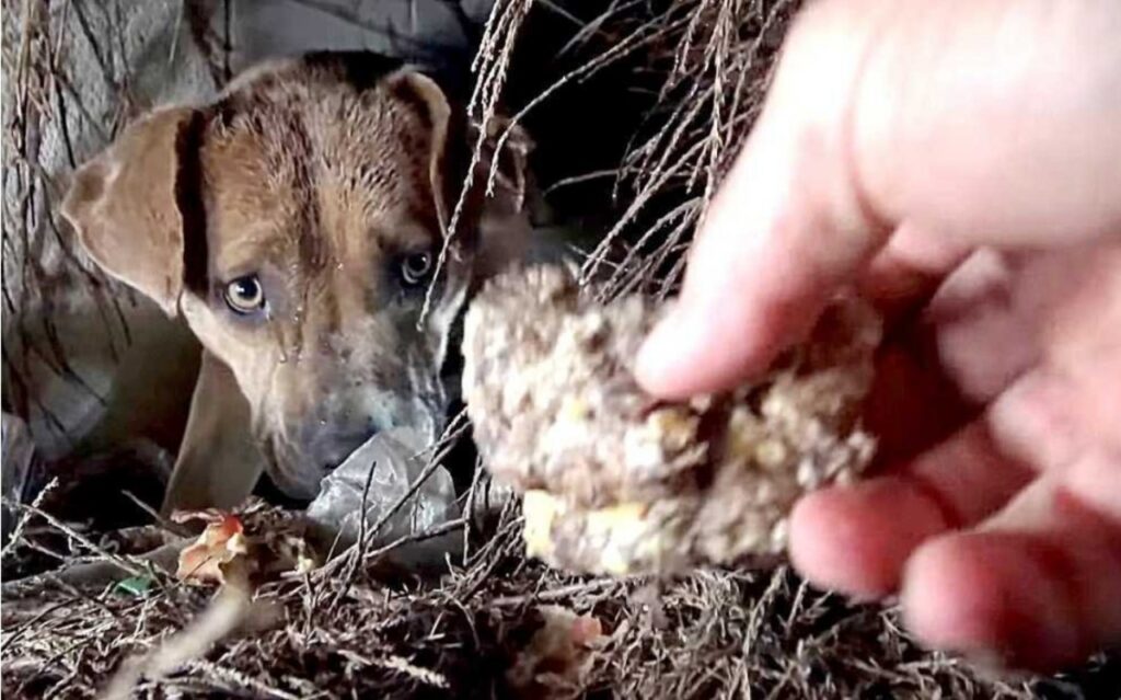 Cagnolina saluta i suoi cuccioli mentre vengono salvati