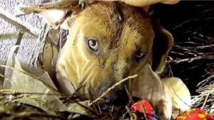 Cagnolina saluta i suoi cuccioli mentre vengono portati in salvo