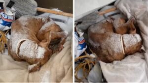 Cagnolina lanciata da un auto passa giorni nella neve prima di essere salvata