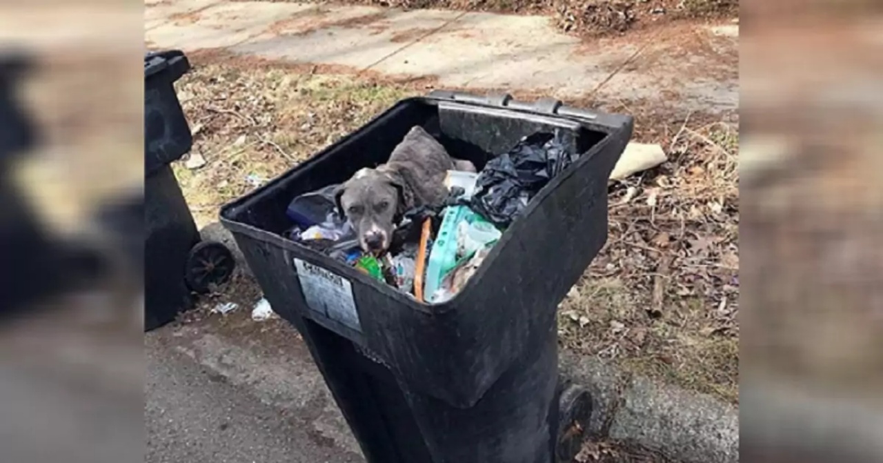 cagnolina trovata immondizia