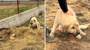 Cagnolina usa il suo corpo per proteggere il suo cucciolo mentre arrivano i soccorsi