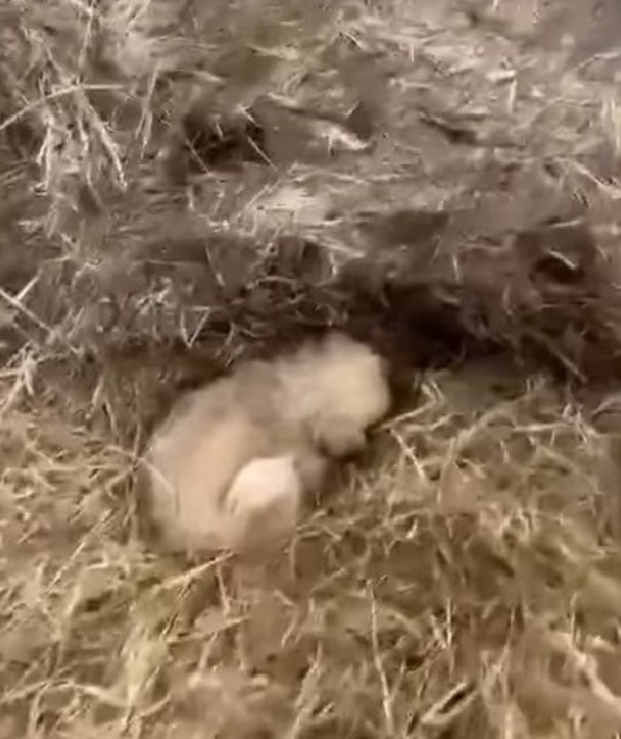 cagnolina usa piccolo