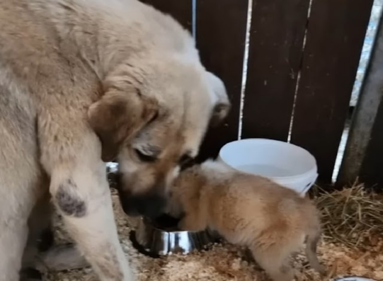 cagnolina usa muso