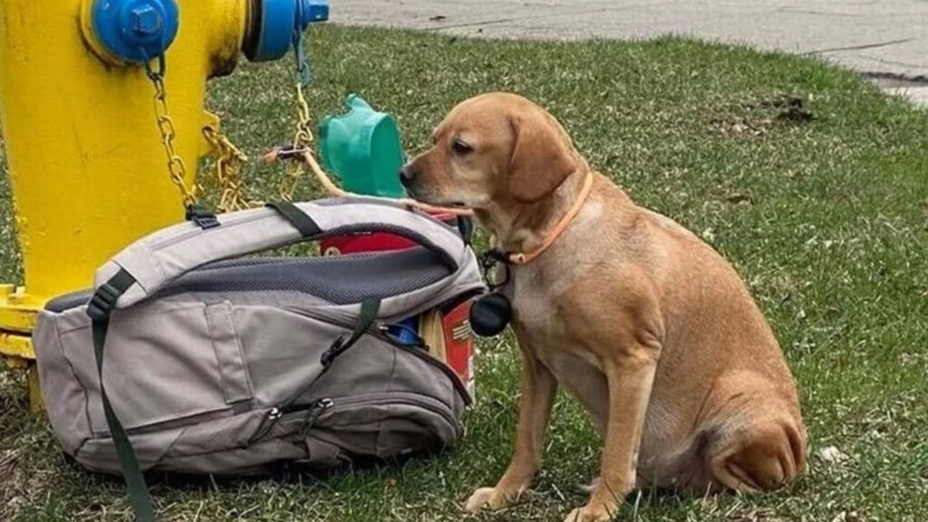 cagnolina