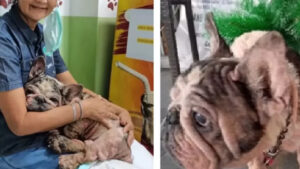 Bama, il cagnolino imprigionato per otto anni, ha trovato finalmente l’amore