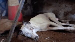 Questo cane randagio ha sofferto molto, correva disperato dentro un edificio abbandonato