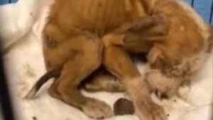 Gettato dentro una scatola in mezzo ai rifiuti, questo cagnolino aveva bisogno di aiuto