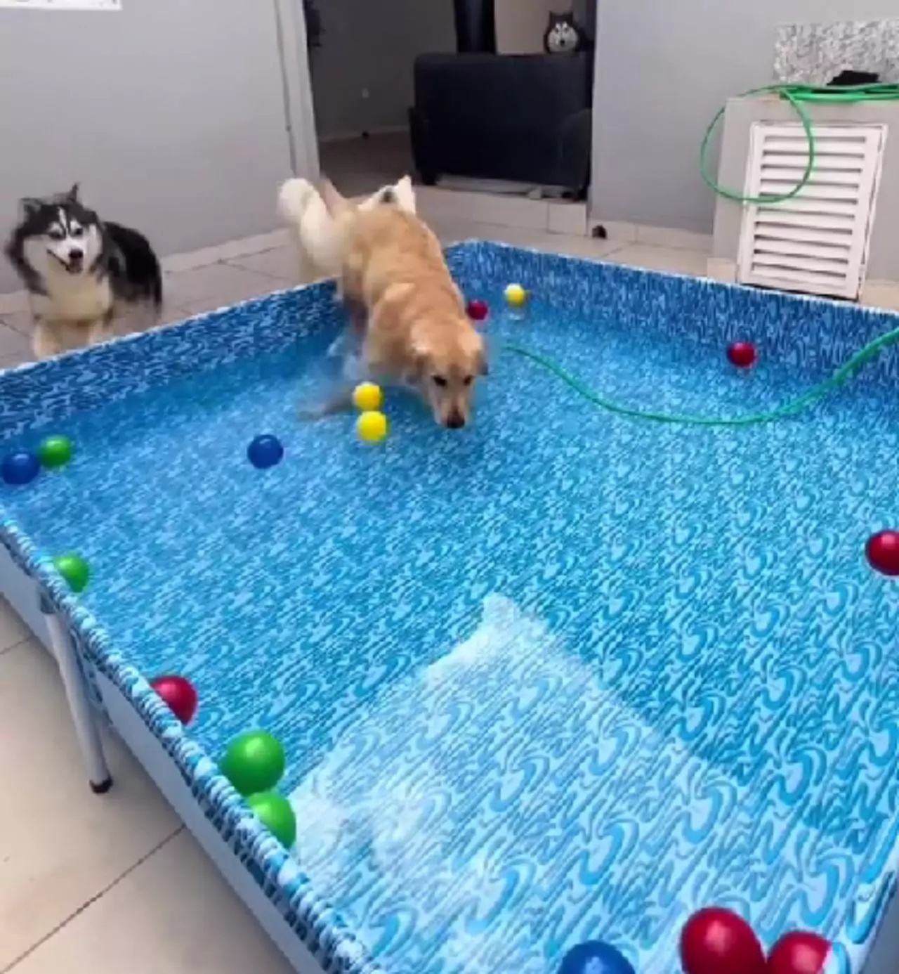 cagnolino mostra piscina