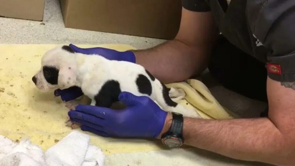 cagnolino con operatori