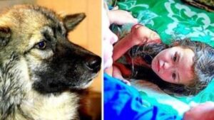 Un cane fedele tiene in vita il bambino di 3 anni smarrito per 12 giorni nella selvaggia giungla siberiana