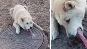 Un cane con la lingua completamente ghiacciata e bloccata su un tombino: è corsa contro il tempo per salvarlo