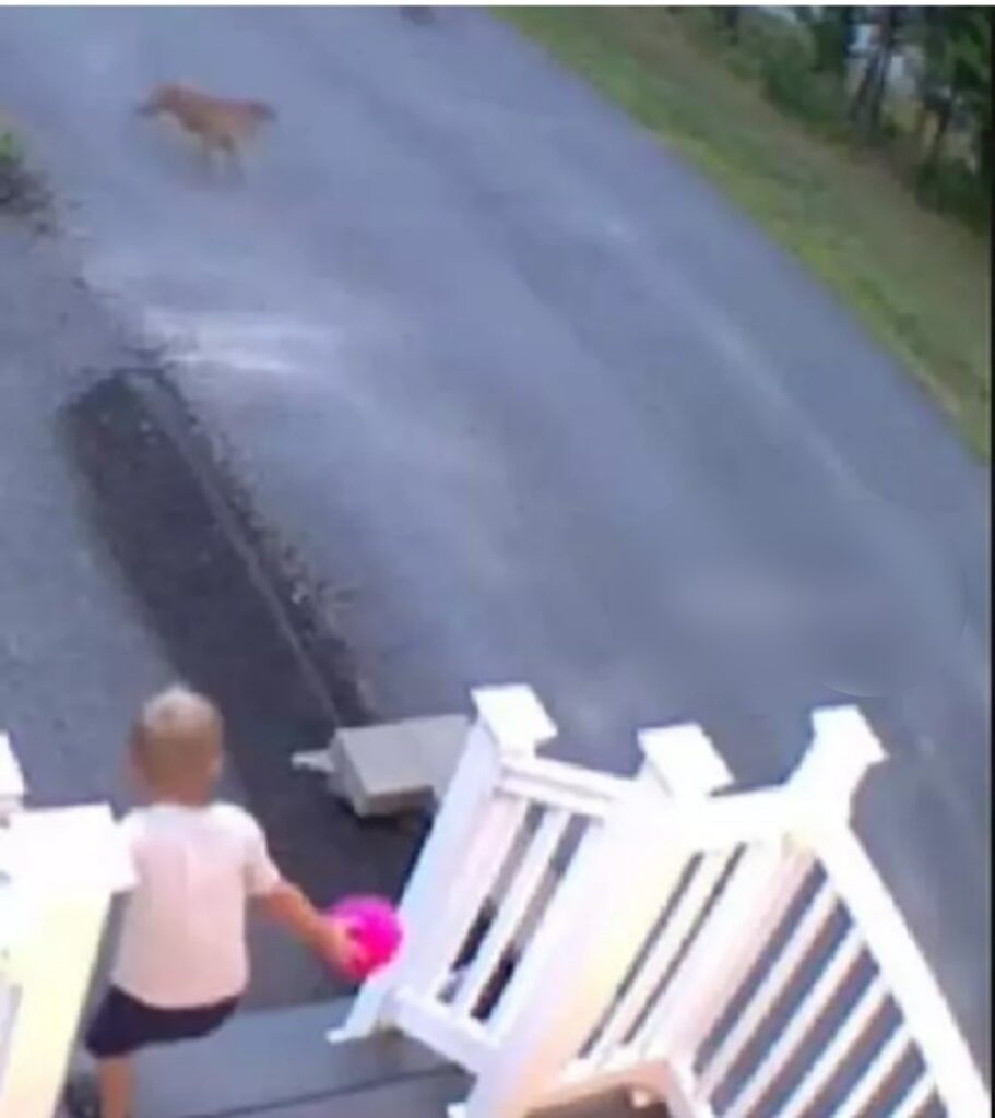 Cane salva un bambino da una situazione di pericolo