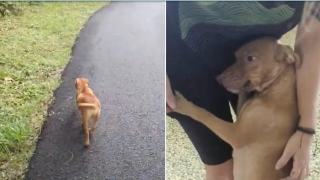 Cane chiede aiuto ad una donna