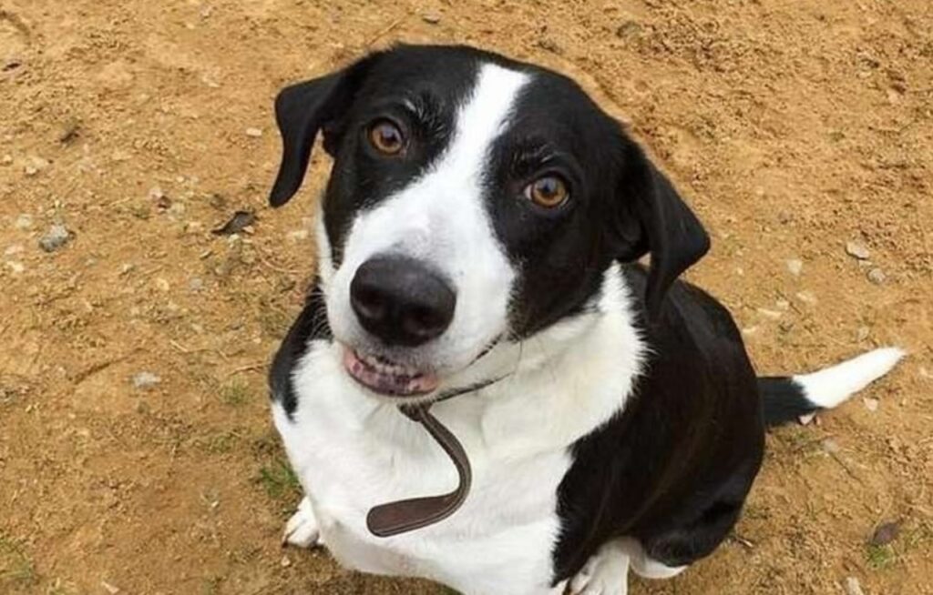 Cane trova una famiglia