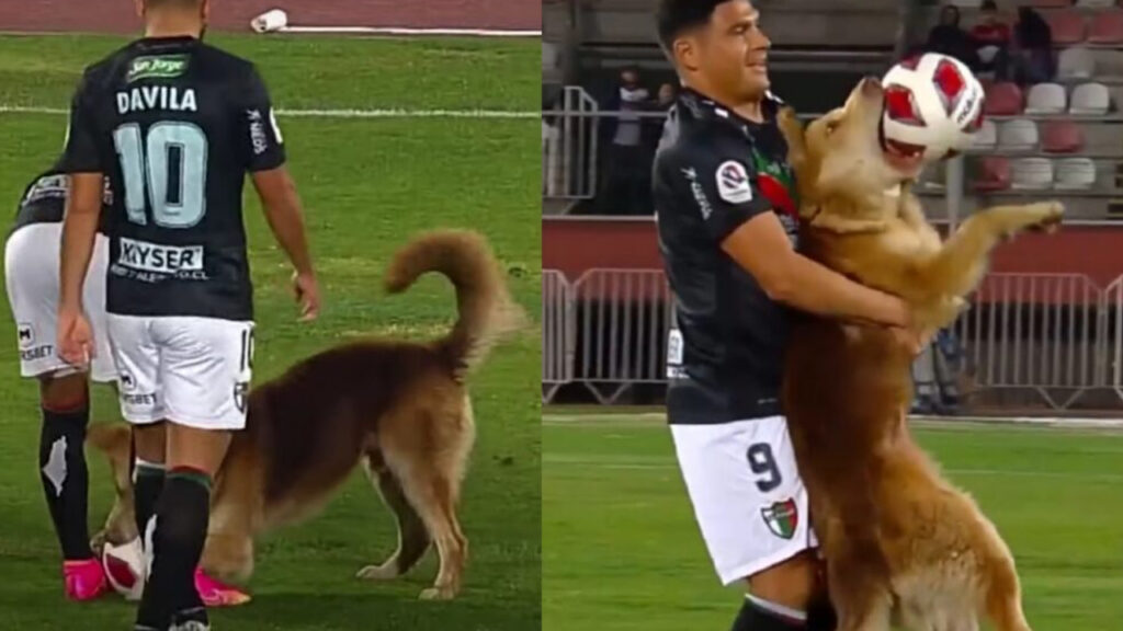 Cane entra nel campo da calcio