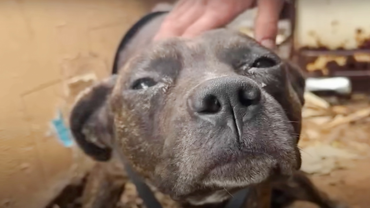 cane paralizzato carezza