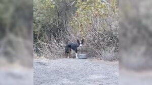 Cane spaventato viene trovato in una foresta senza cibo da giorni e viene salvato