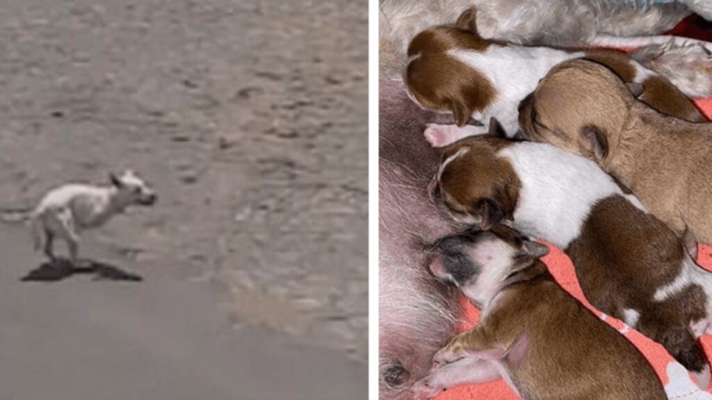 Cane chiede aiuto in spiaggia