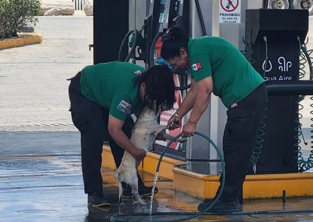 Cane viene aiutato in una stazione di servizio