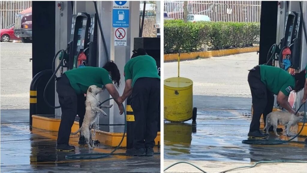 Cane viene aiutato in una stazione di servizio