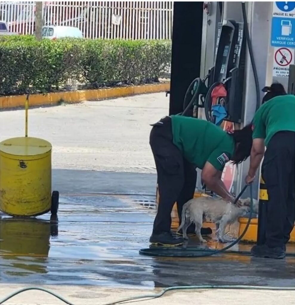 Cane viene aiutato in una stazione di servizio