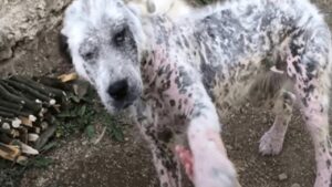 Cane randagio dà la zampa a degli sconosciuti per essere salvato